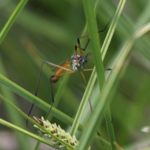 Gynoplistia (Gynoplistia) bimaculata at Rendezvous Creek, ACT - 22 Nov 2015