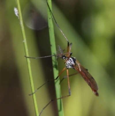 Gynoplistia (Gynoplistia) bimaculata (A crane fly) at Rendezvous Creek, ACT - 8 Nov 2015 by HarveyPerkins