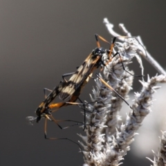 Gynoplistia (Gynoplistia) bella (A crane fly) at Old Naas TSR - 10 Oct 2015 by HarveyPerkins