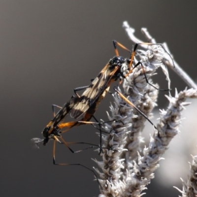 Gynoplistia (Gynoplistia) bella (A crane fly) at Booth, ACT - 10 Oct 2015 by HarveyPerkins