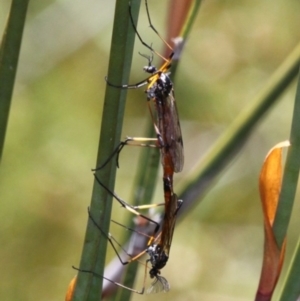 Gynoplistia (Gynoplistia) fergusoniana longicornis at Cotter River, ACT - 29 Jan 2017 12:55 PM