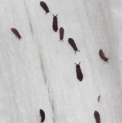 Hypogastrura sp. (genus) (A Springtail) at Canberra, ACT - 7 May 2015 by HarveyPerkins