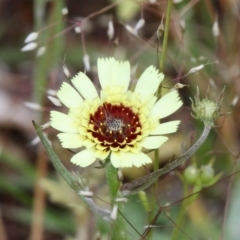 Tolpis barbata (Yellow Hawkweed) at Callum Brae - 11 Nov 2016 by HarveyPerkins