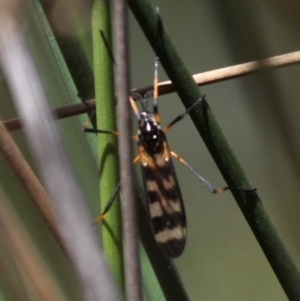 Gynoplistia (Gynoplistia) bella at Tennent, ACT - 12 Nov 2016