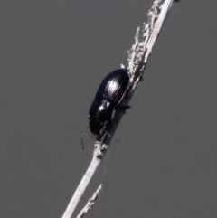 Carabidae sp. (family) (A ground beetle) at Molonglo Valley, ACT - 17 Nov 2016 by HarveyPerkins