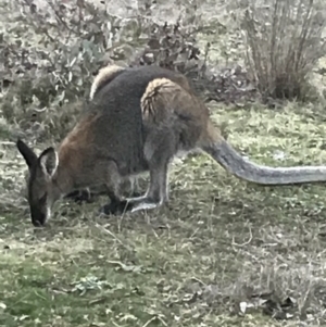 Notamacropus rufogriseus at Bungendore, NSW - 13 Aug 2017