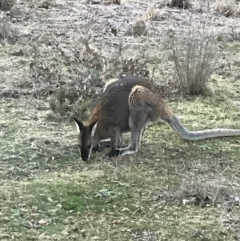 Notamacropus rufogriseus at Bungendore, NSW - 13 Aug 2017 05:29 PM