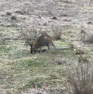 Notamacropus rufogriseus at Bungendore, NSW - 13 Aug 2017 05:29 PM