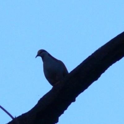 Phaps elegans (Brush Bronzewing) at Tidbinbilla Nature Reserve - 15 Jan 2008 by HarveyPerkins