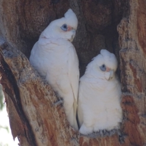 Cacatua sanguinea at Red Hill, ACT - 11 Aug 2017