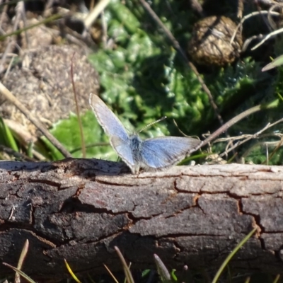 Zizina otis (Common Grass-Blue) at Red Hill, ACT - 12 Aug 2017 by roymcd