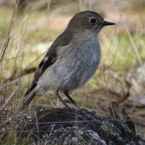 Petroica phoenicea at Red Hill, ACT - 12 Aug 2017 03:18 PM