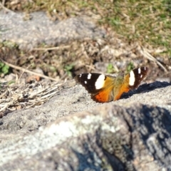 Vanessa itea (Yellow Admiral) at Garran, ACT - 9 Aug 2017 by roymcd