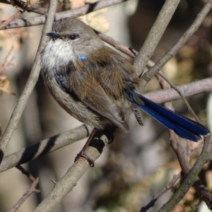 Malurus cyaneus at Red Hill, ACT - 13 Aug 2017