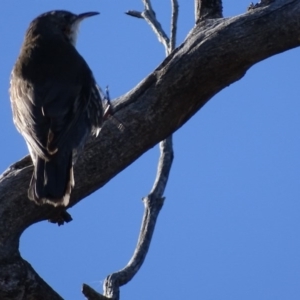 Cormobates leucophaea at Red Hill, ACT - 13 Aug 2017 11:12 AM