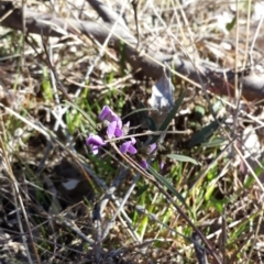 Hovea heterophylla (Common Hovea) at Mulligans Flat - 13 Aug 2017 by ClubFED