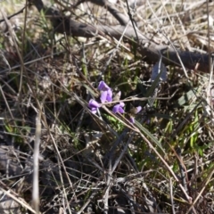 Hovea heterophylla at Gungahlin, ACT - 13 Aug 2017