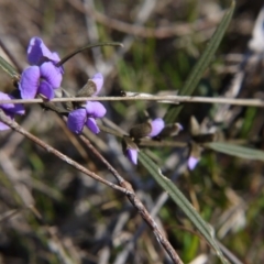 Hovea heterophylla at Gungahlin, ACT - 13 Aug 2017