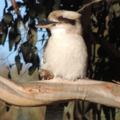 Dacelo novaeguineae (Laughing Kookaburra) at Gigerline Nature Reserve - 12 Aug 2017 by michaelb