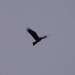 Aquila audax (Wedge-tailed Eagle) at Tennent, ACT - 6 Aug 2014 by michaelb