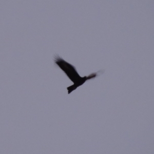 Aquila audax at Tennent, ACT - 6 Aug 2014 06:57 PM