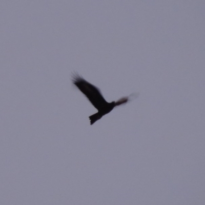 Aquila audax (Wedge-tailed Eagle) at Gigerline Nature Reserve - 6 Aug 2014 by michaelb
