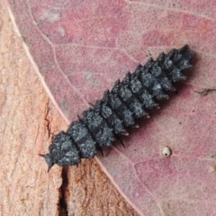 Porrostoma rhipidium (Long-nosed Lycid (Net-winged) beetle) at Conder, ACT - 12 Apr 2015 by michaelb