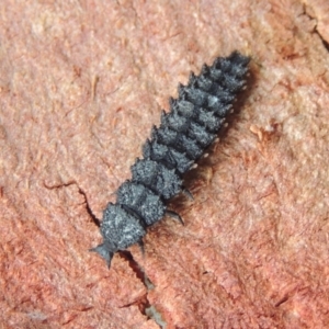 Porrostoma rhipidium at Conder, ACT - 12 Apr 2015 11:37 AM