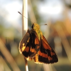 Ocybadistes walkeri (Green Grass-dart) at Conder, ACT - 12 Apr 2015 by MichaelBedingfield