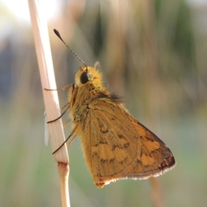 Ocybadistes walkeri at Conder, ACT - 12 Apr 2015