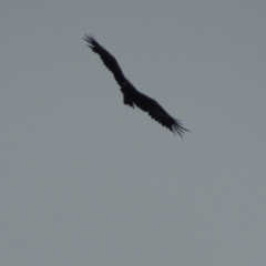 Aquila audax (Wedge-tailed Eagle) at Paddys River, ACT - 1 Mar 2015 by michaelb