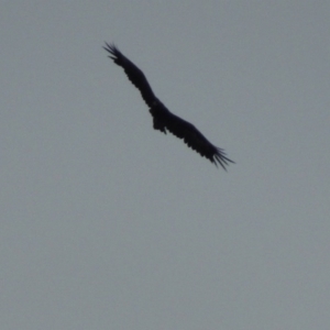 Aquila audax at Paddys River, ACT - 1 Mar 2015