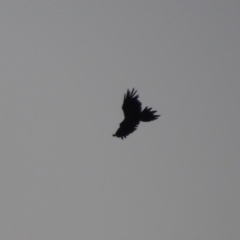 Aquila audax at Paddys River, ACT - 1 Mar 2015