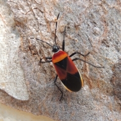 Dindymus versicolor (Harlequin Bug) at Pollinator-friendly garden Conder - 13 Apr 2015 by michaelb