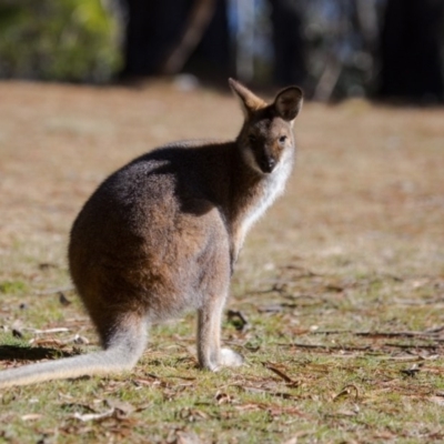 Notamacropus rufogriseus (Red-necked Wallaby) at Namadgi National Park - 12 Aug 2017 by SallyandPeter