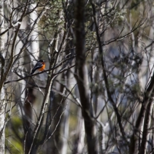 Petroica phoenicea at Cotter River, ACT - 13 Aug 2017 12:00 AM