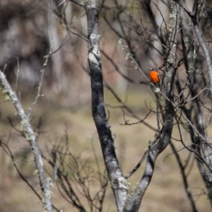 Petroica phoenicea at Cotter River, ACT - 13 Aug 2017 12:00 AM