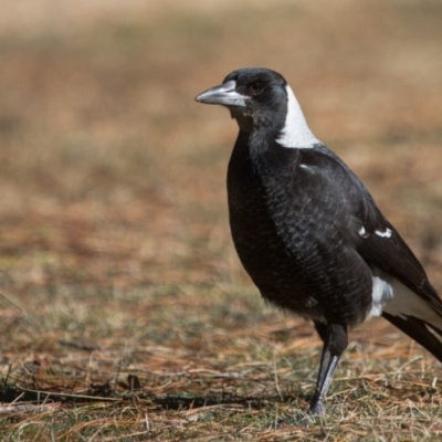 Gymnorhina tibicen (Australian Magpie) at Cotter River, ACT - 13 Aug 2017 by SallyandPeter