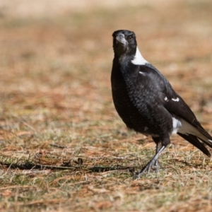 Gymnorhina tibicen at Cotter River, ACT - 13 Aug 2017