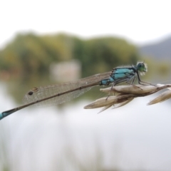 Ischnura heterosticta (Common Bluetail Damselfly) at Yarralumla, ACT - 24 Mar 2016 by michaelb