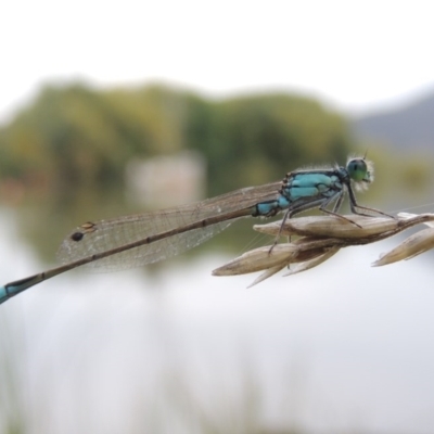 Ischnura heterosticta (Common Bluetail Damselfly) at Yarralumla, ACT - 24 Mar 2016 by MichaelBedingfield