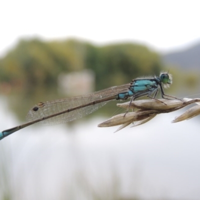 Ischnura heterosticta (Common Bluetail Damselfly) at Lake Burley Griffin West - 24 Mar 2016 by michaelb