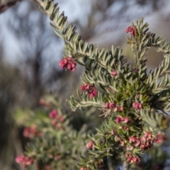 Grevillea lanigera (Woolly Grevillea) at Cotter River, ACT - 12 Aug 2017 by SallyandPeter