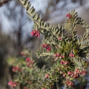 Grevillea lanigera at Cotter River, ACT - 13 Aug 2017