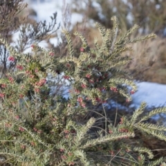 Grevillea lanigera at Cotter River, ACT - 13 Aug 2017 09:06 AM