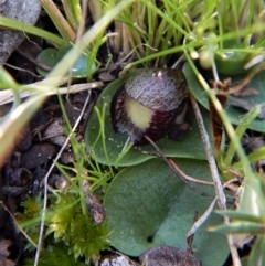 Corysanthes incurva (Slaty Helmet Orchid) at Aranda, ACT - 14 Aug 2017 by CathB