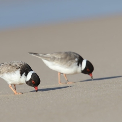 Charadrius rubricollis (Hooded Plover) at Eden, NSW - 13 Aug 2017 by Leo