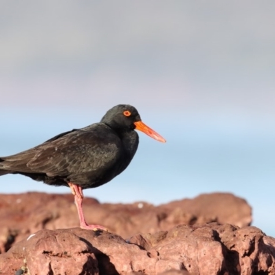 Haematopus fuliginosus (Sooty Oystercatcher) at Eden, NSW - 13 Aug 2017 by Leo