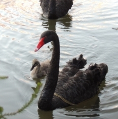 Cygnus atratus (Black Swan) at Bonython, ACT - 26 Dec 2015 by MichaelBedingfield