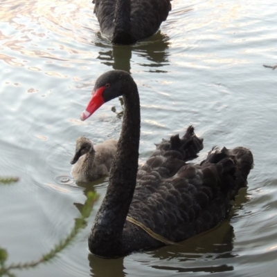 Cygnus atratus (Black Swan) at Bonython, ACT - 26 Dec 2015 by michaelb